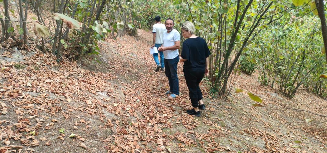 Fındık'ta 2025 Sezonu Hasat Öncesi Organik Tarım Denetimleri
