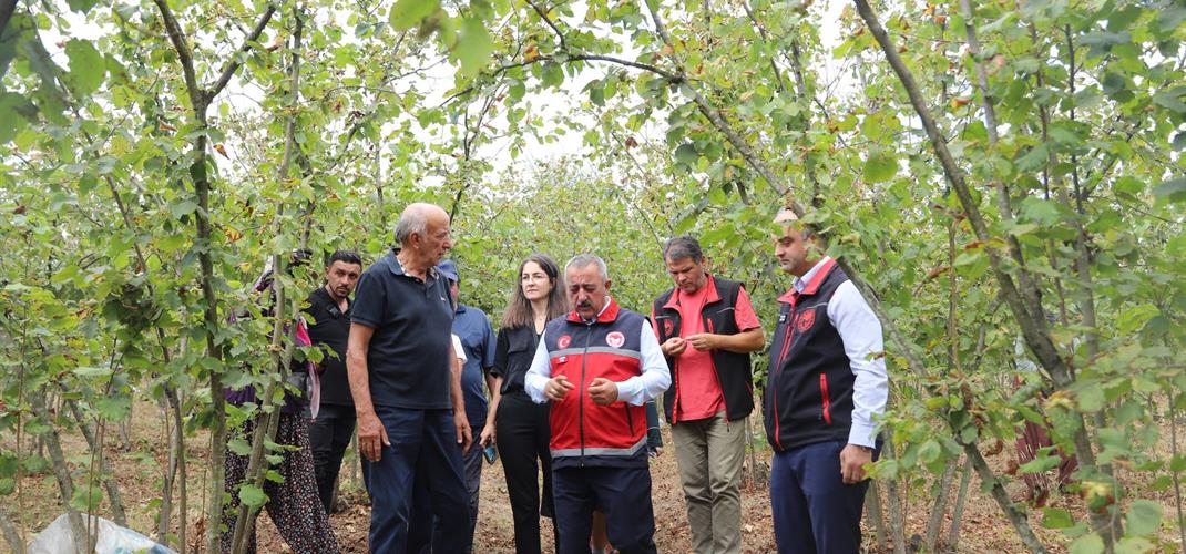 İL MÜDÜRÜMÜZ ASIM BAŞ FINDIK HASADINA KATILDI